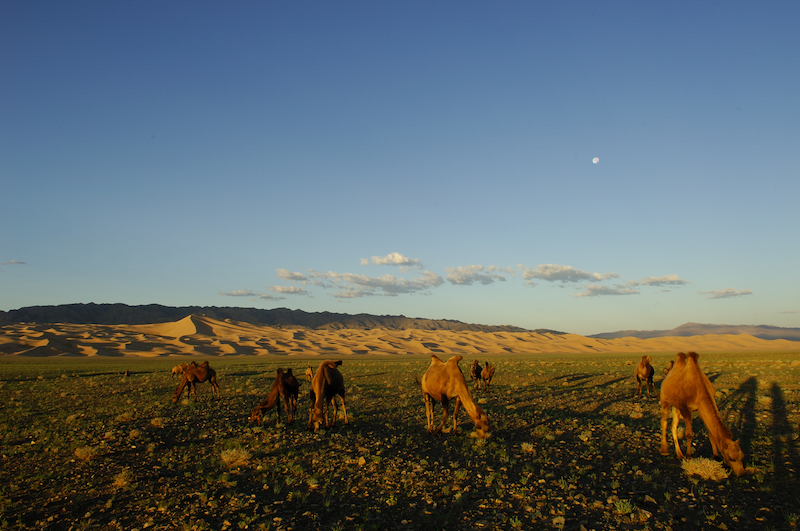 cammelli pascolano in prateria ai piedi delle dune sabbiose di Khongoryn nel deserto del Gobi in Mongolia