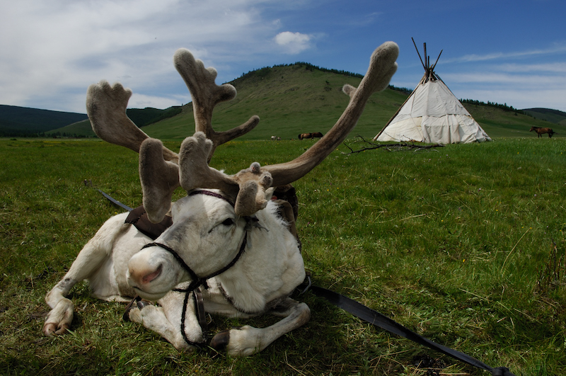 Renna al pascolo presso un accampamento della minoranza Tsaatan  nel Mongolia del nord ai confini con la Siberia