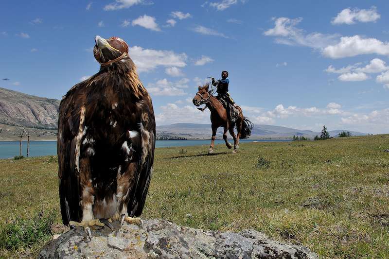 Aquile degli Altai- Bayan Ulgii