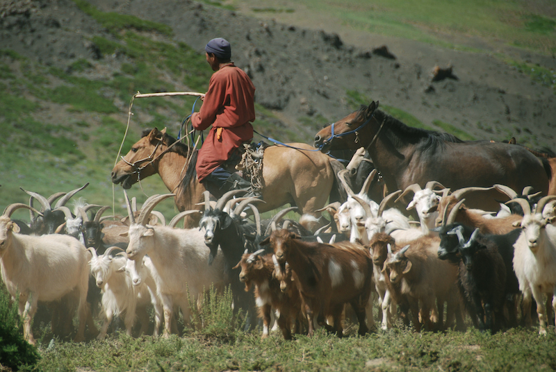 pastore con gregge capre- Mongolia