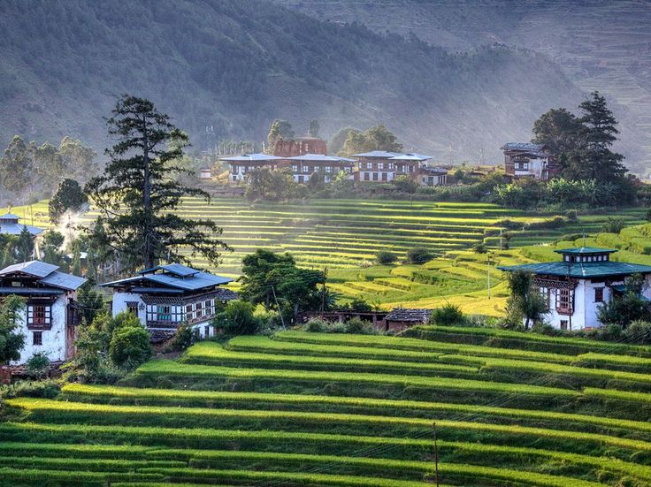 panorama delle risaie velate dalla nebbia mattutina nella valle di Punakha in Bhutan