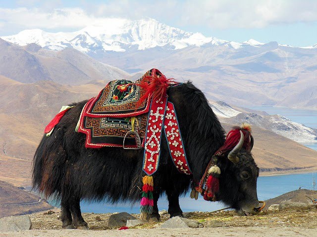 yak tibetano