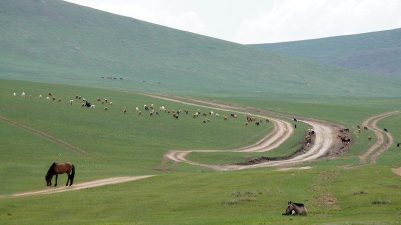 paesaggio di steppa con cavalli e armenti  al pascolo in Mongolia