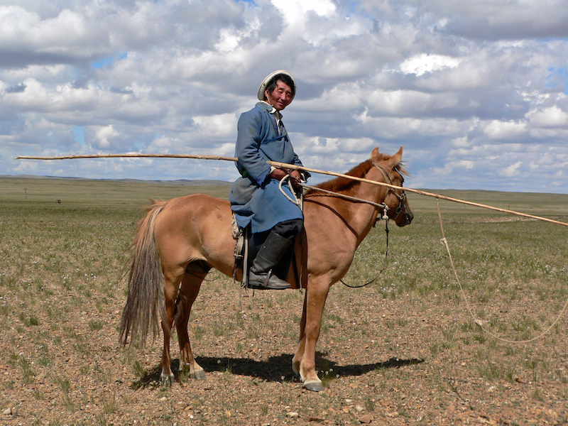 cavaliere della Mongolia che tiene urga per radunare cavalli