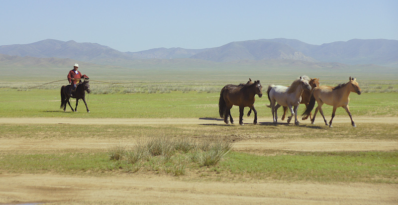 cavaliere con urga raduna i cavalli nella steppa verde della Mongolia