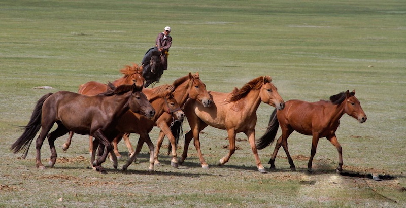 cavaliere nomade al galoppo nella steppa della Mongolia raduna i cavalli