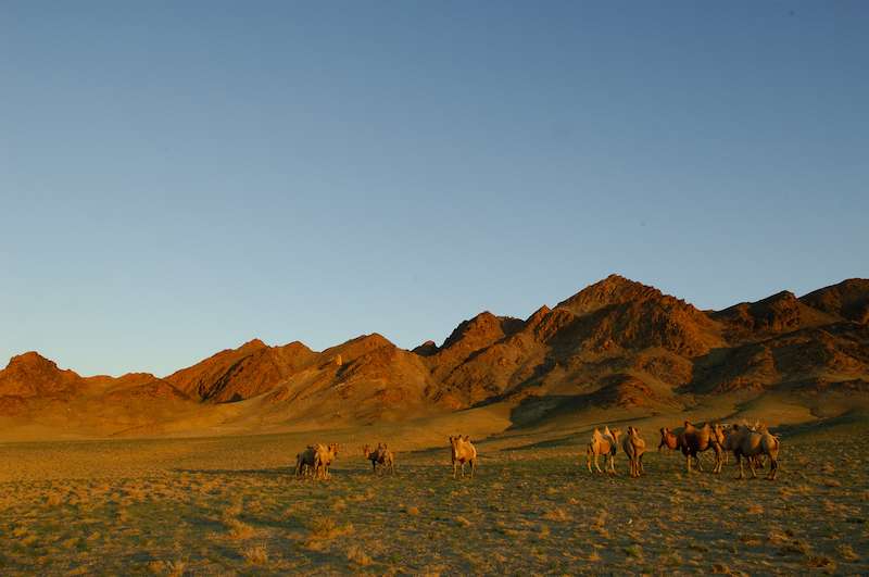 tramonto con cammelli nel deserto del Gobi in Mongolia
