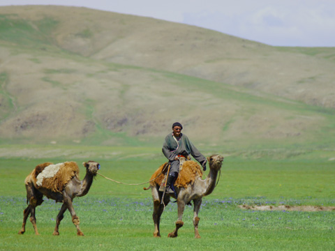 pastore nomade su cammello- deserto Gobi-Mongolia