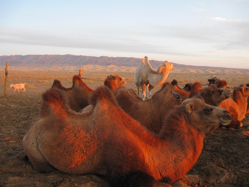Cammelli battriani al tramonto vicino alle dune sabbiose di Khongoryn nel deserto del Gobi in Mongolia