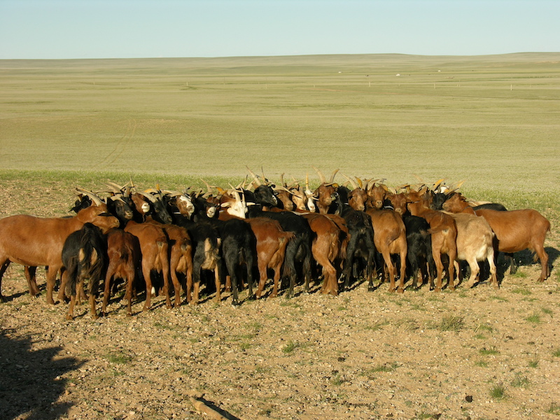 gregge di capre radunate per la mungitura nella steppa della Mongolia