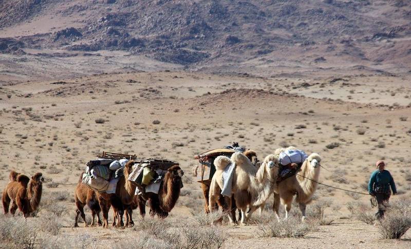 Nomadi si spostano con cammelli battriani in Mongolia