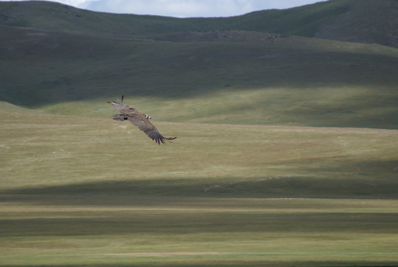 Aquila che caccia in volo sulle immense praterie della steppa in Mongolia