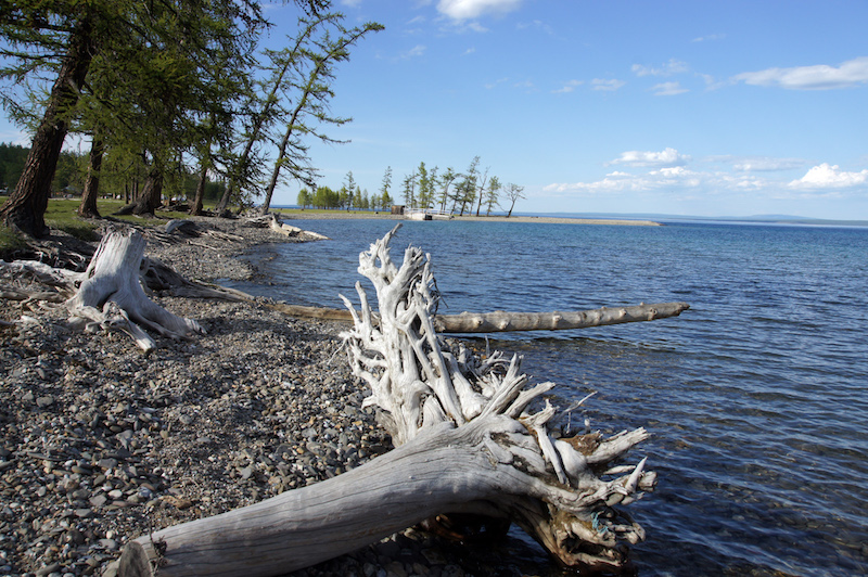 tronchi sulle sponde del lago Khovsgol in nord Mongolia