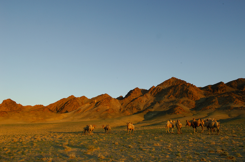 Una mandria di cammelli battriani pascolano al tramonto nel Gobi in Mongolia