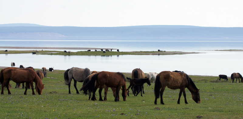 cavalli che brucano sulle sponde del lago Khovsgol nella Mongolia del nord