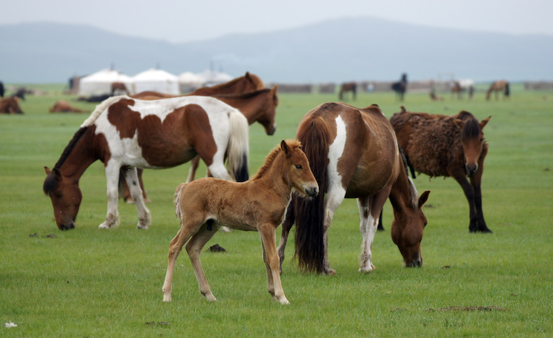 cavalli  e puledro al pascolo nella steppa della Mongolia