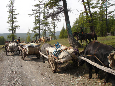 pastori nomadi spostano accampamento ger- lago Khovsgol- Mongolia