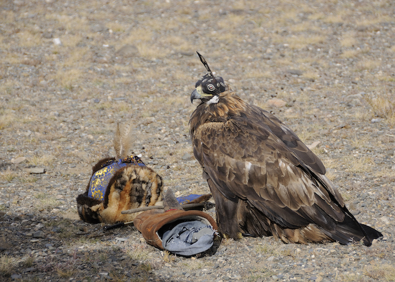 aquila di un eagle hunter pronta per la caccia negli Altai in Mongolia