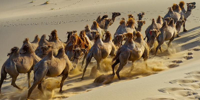 gruppo di cammelli corrono liberi sulle dune di Khongoryn nel deserto del Gobi in Mongolia