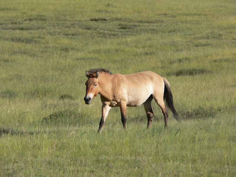 un cavallo selvaggio takhii - Prewalskii nel parco nazionale dell'Hustaii a 120 chilometri da Ulaan Baatar in Mongolia