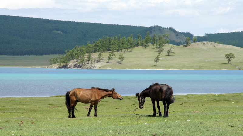 Due cavalli pascolano sulle rive erbose del lago Khovsgol nel Nord della Mongolia