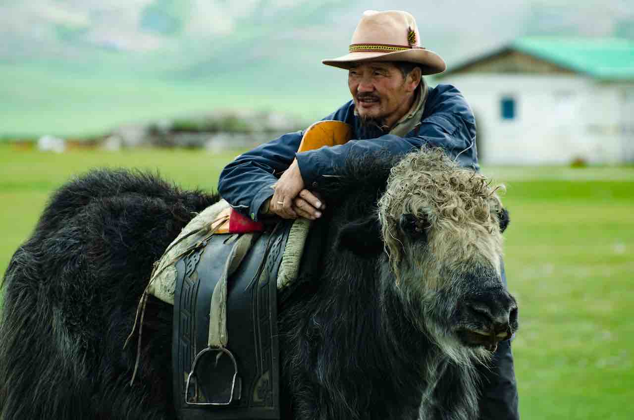 mongolia yak