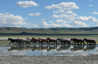 cavallo24.jpg